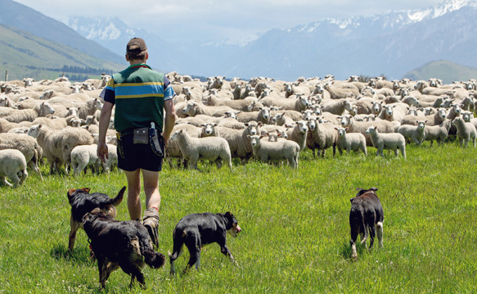 Apprenticeship Images Sheep and Beef