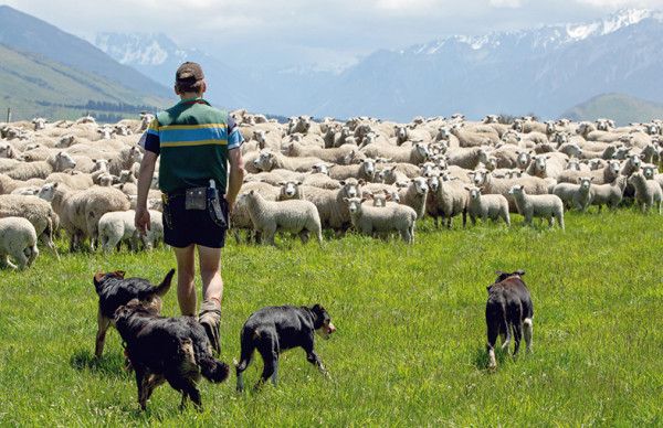 Apprenticeship Images Sheep and Beef