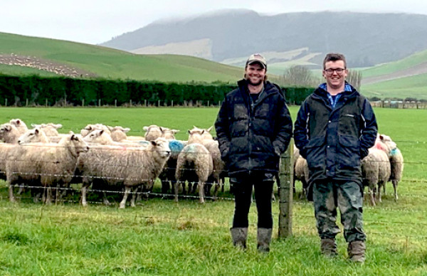 Matt Lane Sheep Beef Website