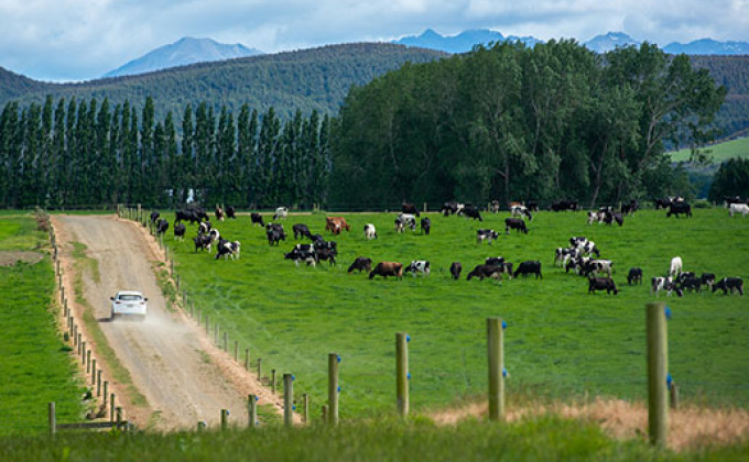 News Article photos Generic Ag Dairy