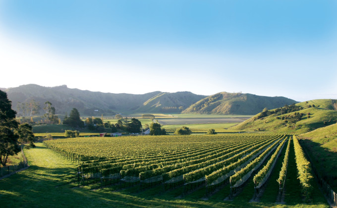 Thornbury Katoa Vineyard Indevin Gisborne