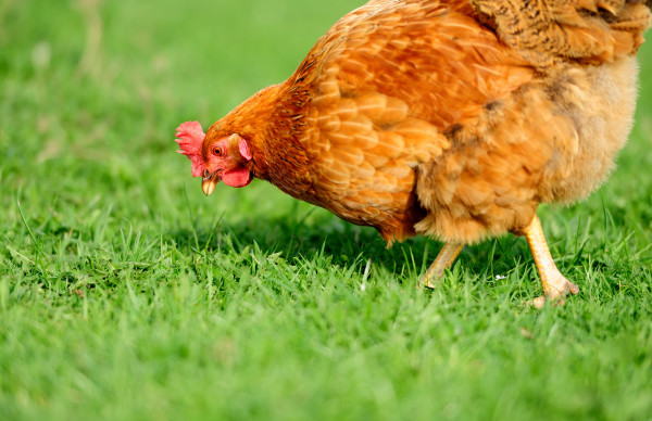 brown chicken in grass PSQXSLY