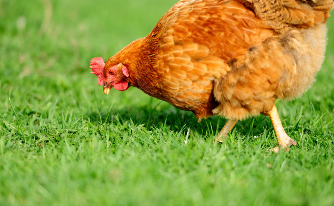 brown chicken in grass PSQXSLY